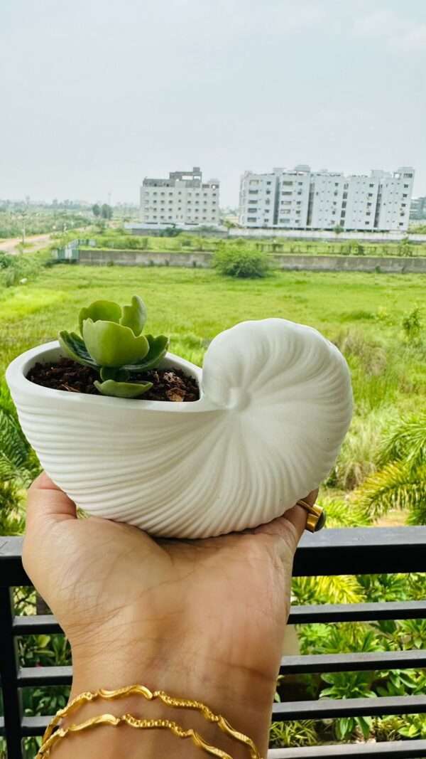 Snail Shell Pottery